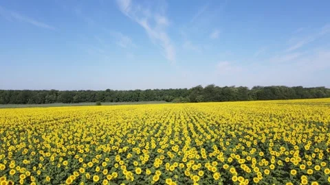 Sunflower Field Drone Fly Left 4K Stock Footage 336943866