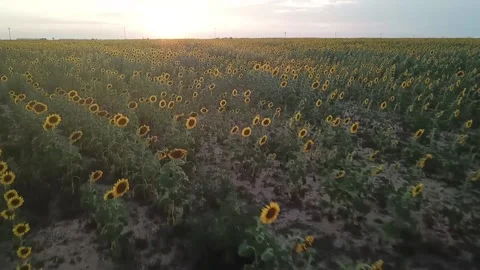 Sunflower Field Drone Flyover Stock Footage 144268175