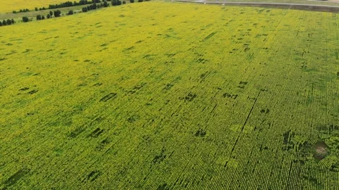 Sunflower field from drone Video stock 142327129