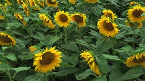 Sunflower field from drone Stock Footage 288776994