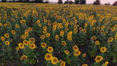 Sunflower Field During Daytime Stock Footage 95678016