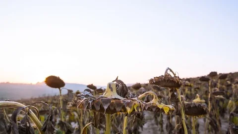 Sunflower field during drought Stock Footage 81616877