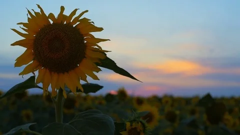 Sunflower field during sunset. Stock Footage 77679593