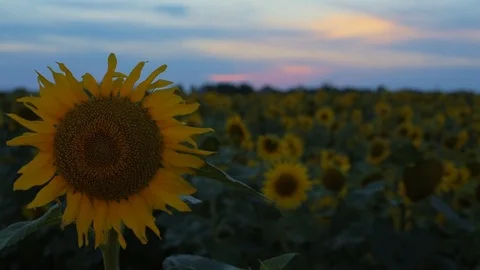 Sunflower field during sunset. Stock Footage 77679599