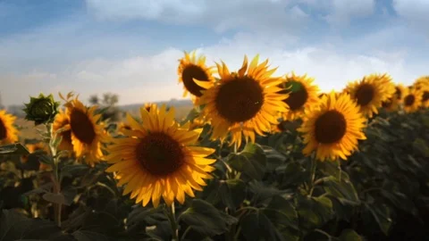 Sunflower field during sunset Stock Footage 92580967