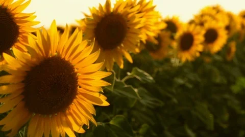 Sunflower field during sunset Stock Footage 92580983