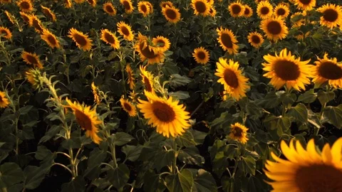 Sunflower field during sunset Stock Footage 92581031