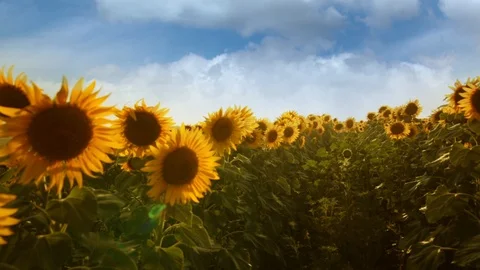 Sunflower field during sunset Stock Footage 92581035