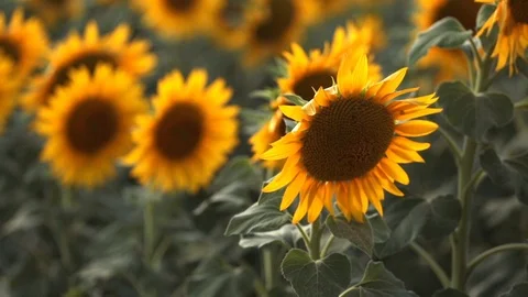 Sunflower field during sunset Stock Footage 92581454