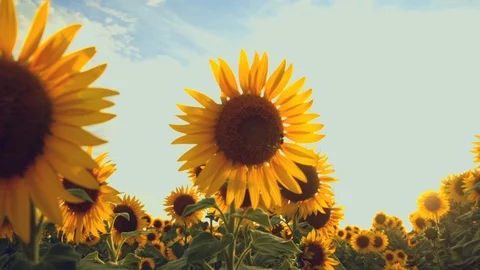 Sunflower field during sunset Stock Footage 92581519