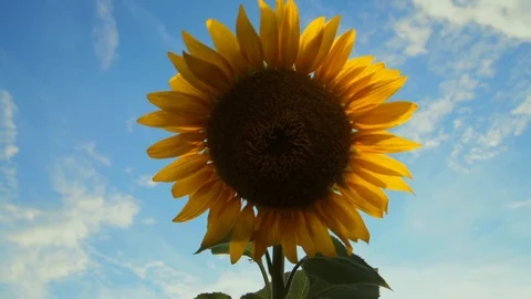 Sunflower field during sunset Stock Footage 92581796