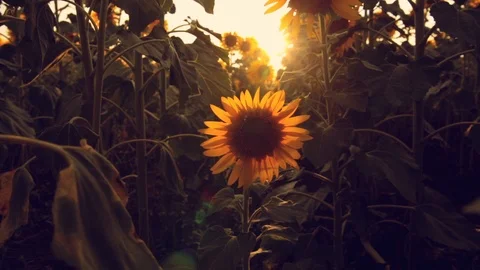 Sunflower field during sunset Stock Footage 92581814
