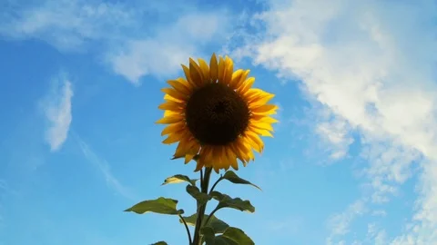 Sunflower field during sunset Stock Footage 92582147