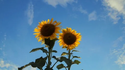 Sunflower field during sunset Stock Footage 92582212
