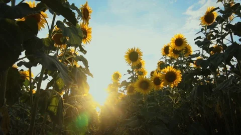 Sunflower field during sunset Stock Footage 92582377