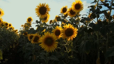 Sunflower field during sunset Stock Footage 92582431
