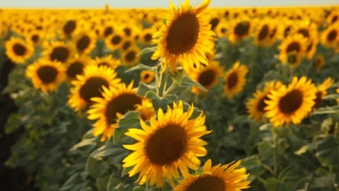 Sunflower field during sunset Stock Footage 92582454