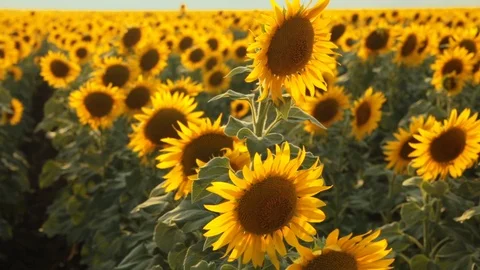 Sunflower field during sunset Stock Footage 92582580