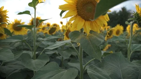 Sunflower field during sunset 스톡 동영상 94122129