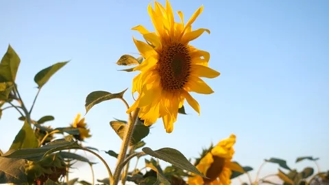Sunflower field during sunset, Stock Footage 95820322