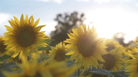Sunflower field during sunset Stock Footage 99967854