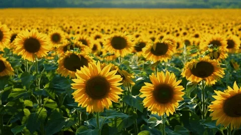Sunflower field during sunset. Stock Footage 246445472
