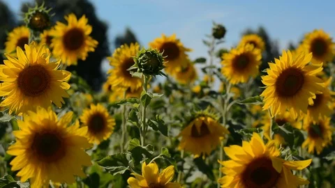 Sunflower field during sunset, Tilt up camera Stock Footage 79313087