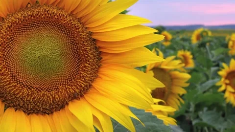 Sunflower field during sunset, Tilt up camera, Amazing beautiful backgound Stock Footage 159358254