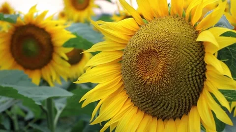 Sunflower field during sunset, Tilt up camera, Amazing beautiful background Stock Footage 169086834