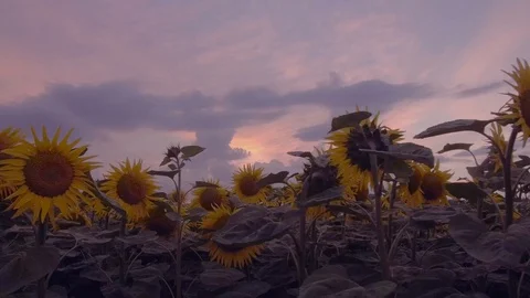 Sunflower field at dusk 스톡 동영상 98659445