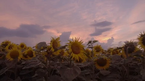 Sunflower field at dusk Video stock 98661360