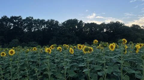 Sunflower field at the edge of a forest Stock Photos