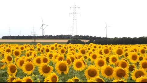 Sunflower field with electricity in the background Vídeos de archivo 8924193