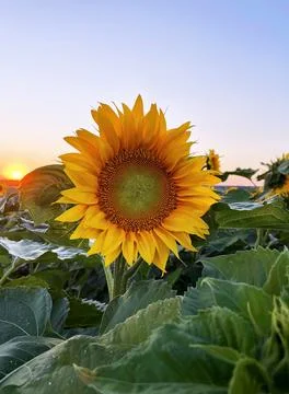 Sunflower field in evening summer Stock Photos