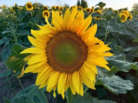 Sunflower field in evening summer 库存照片