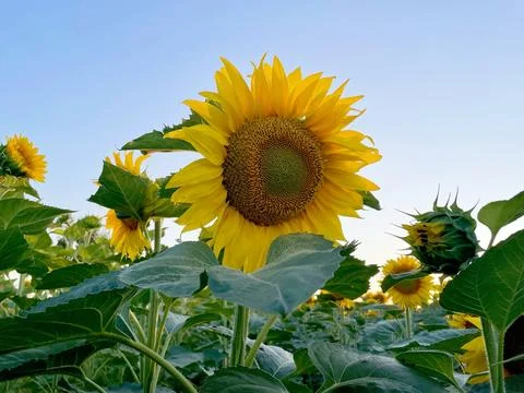 Sunflower field in evening summer Stock Photos