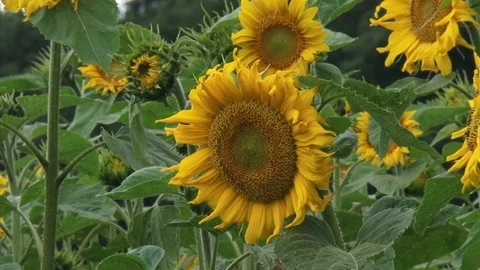 Sunflower field facing east Stock Footage 106815943