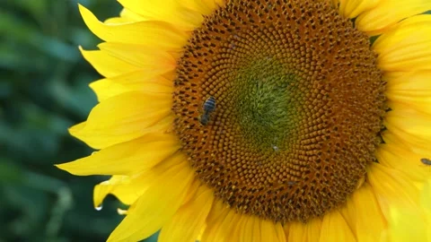 Sunflower field, farm.  Stock Footage 317114135