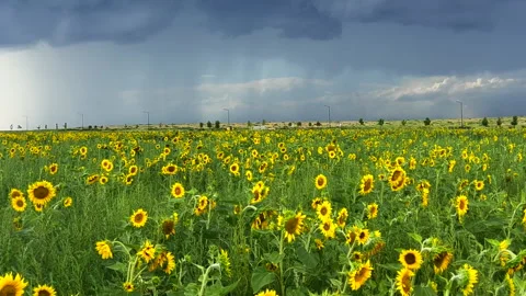 Sunflower field farm thunderstorm rain on Rocky Mountain front range Stock Footage 266801774