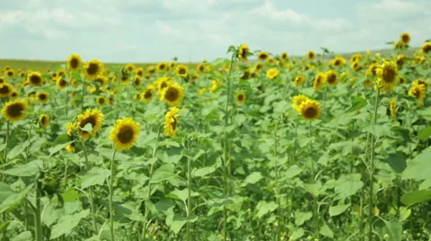 Sunflower field fly  Stock Footage 53065819