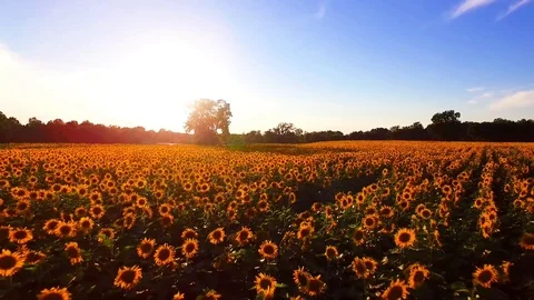 Sunflower field fly over Stock Footage 112757169