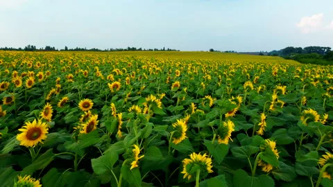 Sunflower field. Flying low over a field of sunflowers. Blooming sunflower Stock Footage 194633372