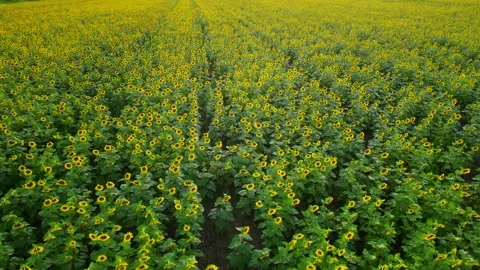 Sunflower Field Flyover 動画素材 246150714