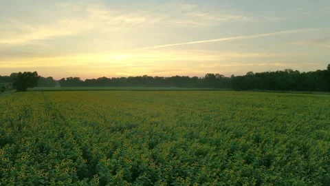 Sunflower Field Flyover at Sunset Stock Footage 246151384