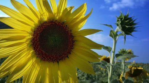 Sunflower field 스톡 동영상 435829