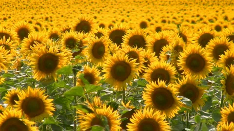 Sunflower field  Stock Footage 493556