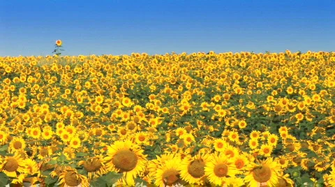 Sunflower Field Stock Footage