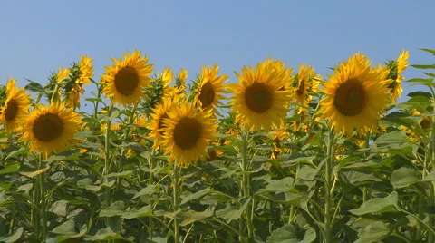 Sunflower field Video stock 6696491