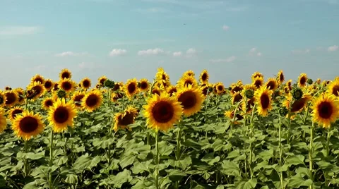 Sunflower field Stock Footage 8534044