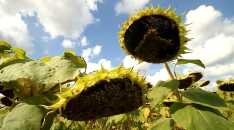 Sunflower field Stock Footage 8681844